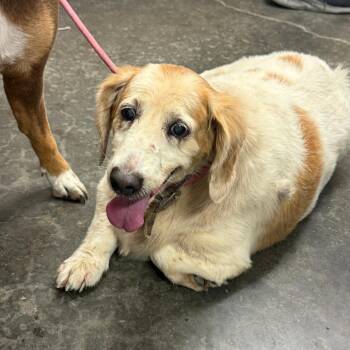 Latto -  Spaniel Dog for Adoption in Evensville, Tennessee - Latto | PetCurious