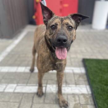 Pit Bull Terrier Dogs Available for Adoption - Fran Drescher | PetCurious