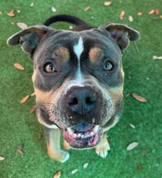 MICHAEL SCOTT -  Mixed Breed Dog for Adoption in Palmetto, Florida - MICHAEL SCOTT | PetCurious