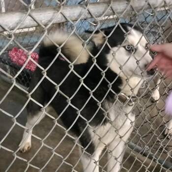 Siberian Husky Dogs Available for Adoption in Melbourne, Kentucky - Diamond | PetCurious