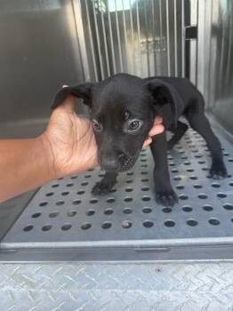 Mixed Breed Dogs Available for Adoption in Dallas, Texas - DONNIE | PetCurious