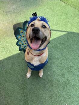 Rescue German Shepherd Dog and Black Mouth Cur Dogs for Adoption in Houston, Texas - Misty | PetCurious