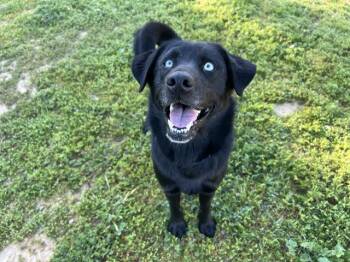 Labrador Retriever and Mixed Breed Dogs Available for Adoption - OSO | PetCurious