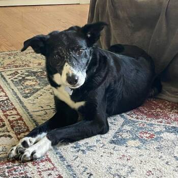 Callie -  Border Collie Dog for Adoption in Hilton, New York - Callie | PetCurious