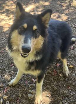 Bowie -  Border Collie Dog for Adoption in Boyne City, Michigan - Bowie | PetCurious