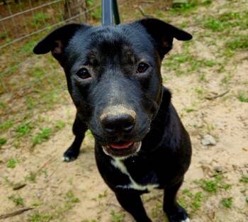 Jeff -  Black Labrador Retriever and American Staffordshire Terrier Dog for Adoption in Magnolia, Texas - Jeff | PetCurious