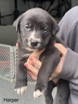 Rescue Mixed Breed Dogs for Adoption in Voorhees Township, New Jersey - Harper | PetCurious