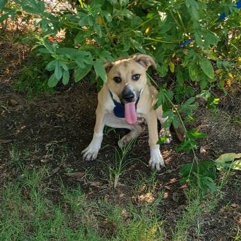 Rescue Black Mouth Cur Dogs for Adoption in Corsicana, Texas - Ostara "Starry" P45605 | PetCurious