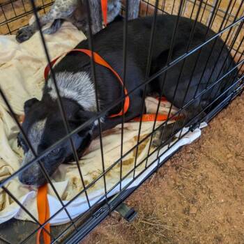 Mystic River -  Australian Cattle Dog Blue Heeler Dog for Adoption in Austin, Texas - Mystic River | PetCurious