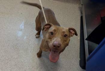 Venus -  Mixed Breed Dog for Adoption in New York, New York - Venus | PetCurious