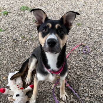 Gumdrop -  Shepherd Dog for Adoption in Riverwoods, Illinois - Gumdrop | PetCurious