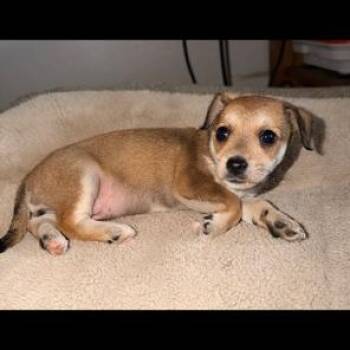 Rescue Chihuahua Dogs for Adoption in Lodi, California - Hansel | PetCurious