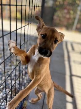 Rescue Shepherd and Husky Dogs for Adoption in Muskegon, Michigan - Jircoch Pup3 | PetCurious