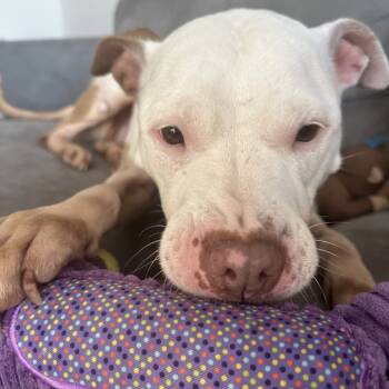 Rescue Pit Bull Terrier Dogs for Adoption in Newark, New Jersey - Tootsie | PetCurious