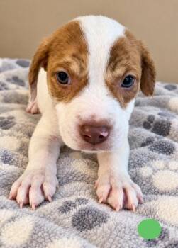 Venus -  Mixed Breed Dog for Adoption in St. Augustine, Florida - Venus | PetCurious
