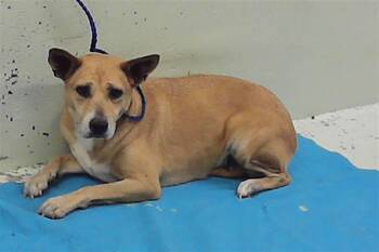 Labrador Retriever and Mixed Breed Dogs Available for Adoption in Houston, Texas - GUINEA PIG | PetCurious