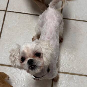 Shih Tzu and Maltese Dogs Available for Adoption - Maeve | PetCurious