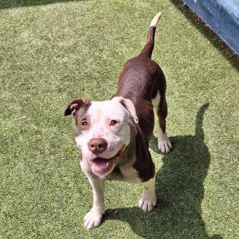 Brownie -  Mixed Breed Dog for Adoption in Fairport, New York - Brownie | PetCurious