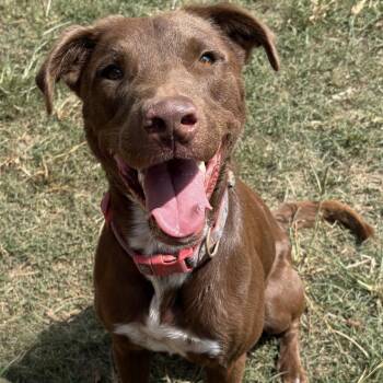 Chocolate Labrador Retriever and Poodle Dogs Available for Adoption in Calera, Alabama - Dougie | PetCurious