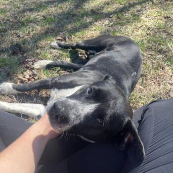 Lulu -  Mixed Breed Dog for Adoption in Rocky Mount, Virginia - Lulu | PetCurious