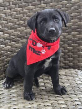 Bruno -  Labrador Retriever and Black Labrador Retriever Dog for Adoption in Evesham, New Jersey - Bruno | PetCurious