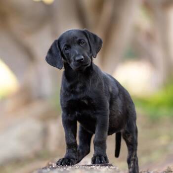 Huckleberry Finn Pup - Mary Jane -  Labrador Retriever Dog for Adoption in San Diego, California - Huckleberry Finn Pup - Mary Jane | PetCurious