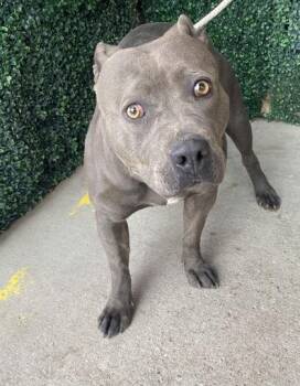 Pit Bull Terrier and Mixed Breed Dogs Available for Adoption in El Paso, Texas - Blu | PetCurious