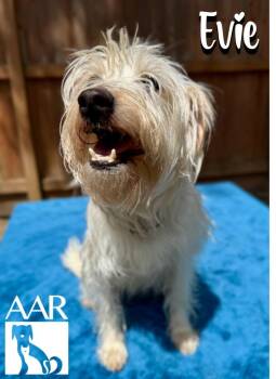 Evie -  Norfolk Terrier Dog for Adoption in Magnolia, Texas - Evie | PetCurious