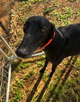 Peaceful Ruler (Freddy) -  Greyhound Dog for Adoption in Tarpon Springs, Florida - Peaceful Ruler (Freddy) | PetCurious