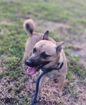 Paco (KB) -  Chihuahua and Terrier Dog for Adoption in Silsbee, Texas - Paco (KB) | PetCurious
