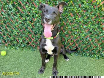 Mixed Breed Dogs Available for Adoption in West Palm Beach, Florida - CHESTER | PetCurious