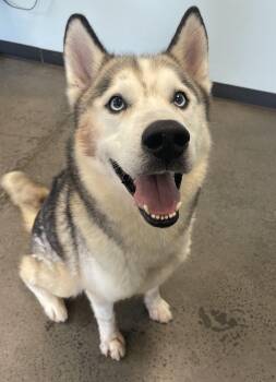 Candy Bracelet -  Husky Dog for Adoption in Mishawaka, Indiana - Candy Bracelet | PetCurious