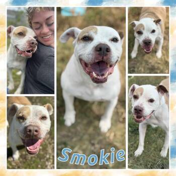 Smokie -  Pit Bull Terrier Dog for Adoption in Fort Smith, Arkansas - Smokie | PetCurious