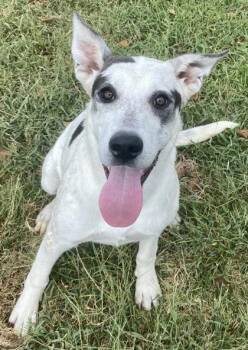 Jacky -  Shepherd Dog for Adoption in Glasgow, Kentucky - Jacky | PetCurious