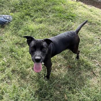 Shepherd Dogs Available for Adoption - MALIAH | PetCurious