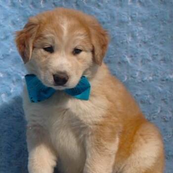 Shepherd and Siberian Husky Dogs Available for Adoption in Cincinnati, Ohio - Fozzi | PetCurious