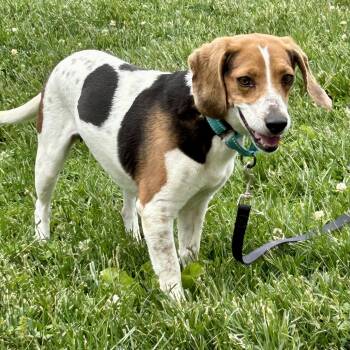 Beagle Dogs Available for Adoption in Cincinnati, Ohio - Susan | PetCurious