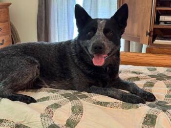 Australian Cattle Dog Blue Heeler Dogs Available for Adoption in Manassas, Virginia - Bowser | PetCurious