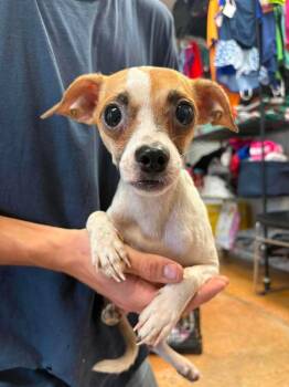 Champy -  Chihuahua and Pug Dog for Adoption in Bolivar, Missouri - Champy | PetCurious