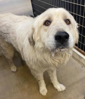 Great Pyrenees Dogs Available for Adoption in Lockhart, Texas - Tiny | PetCurious