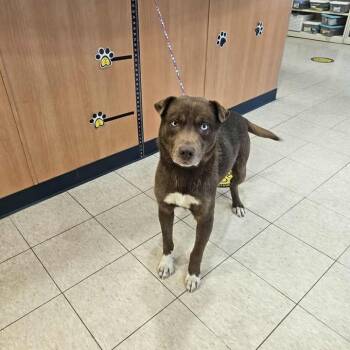 Rescue Husky Dogs for Adoption in Ludington, Michigan - Blaze | PetCurious