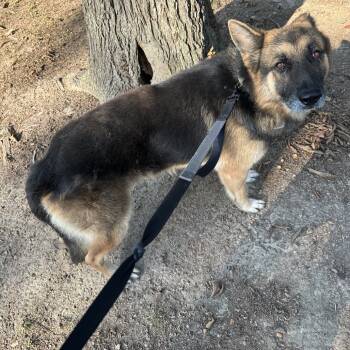Rescue German Shepherd Dog Dogs for Adoption in Princeton, Kentucky - Mack | PetCurious