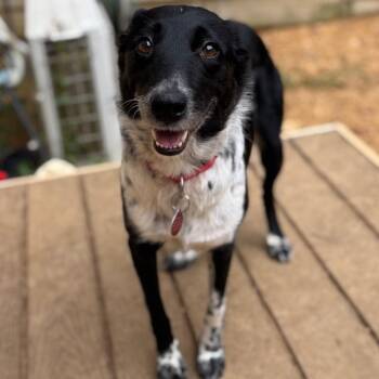 Vennari -  Mixed Breed Dog for Adoption in Fredericksburg, Virginia - Vennari | PetCurious