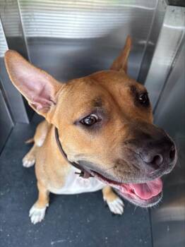 MOMMA MAYHEM -  American Staffordshire Terrier and Mixed Breed Dog for Adoption in Grand Prairie, Texas - MOMMA MAYHEM | PetCurious