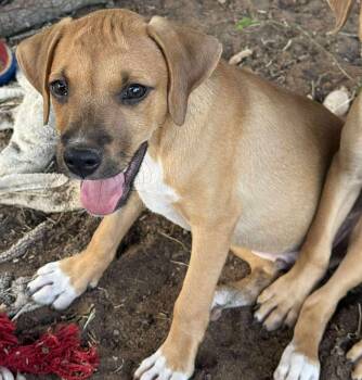 Rescue Mixed Breed Dogs for Adoption in Paramus, New Jersey - Pudding | PetCurious