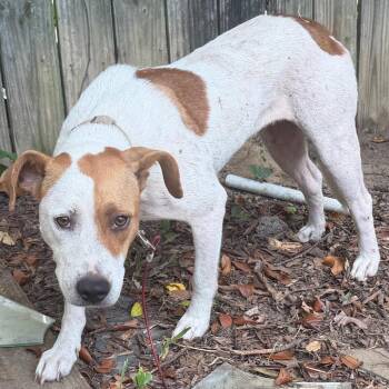 08/27/2026-Stray-PelhamDrive-2-"Susie" -  Mixed Breed Dog for Adoption in Columbus, Georgia - 08/27/2026-Stray-PelhamDrive-2-"Susie" | PetCurious
