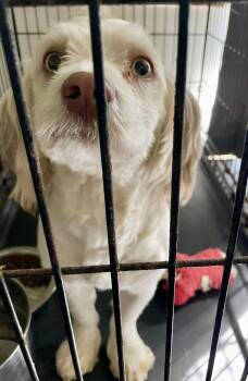 Oliver -  Dachshund and Maltese Dog for Adoption in Lacon, Illinois - Oliver | PetCurious