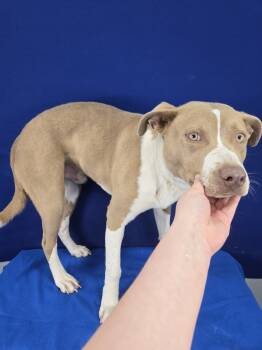 Rescue Mixed Breed Dogs for Adoption in Ruston, Louisiana - Nutty Buddy | PetCurious