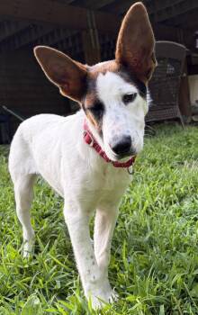 Tin-Tin -  Mixed Breed Dog for Adoption in Pembroke, Massachusetts - Tin-Tin | PetCurious