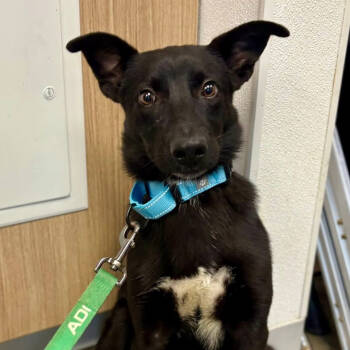 Rescue Labrador Retriever and Mixed Breed Dogs for Adoption in Marshall, Texas - Phineas | PetCurious